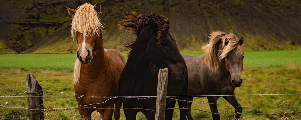Past present and future Jane Teresa Anderson The Dream Academy