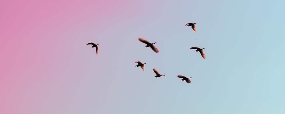 What a difference a dream makes The Dream Academy Jane Teresa Anderson