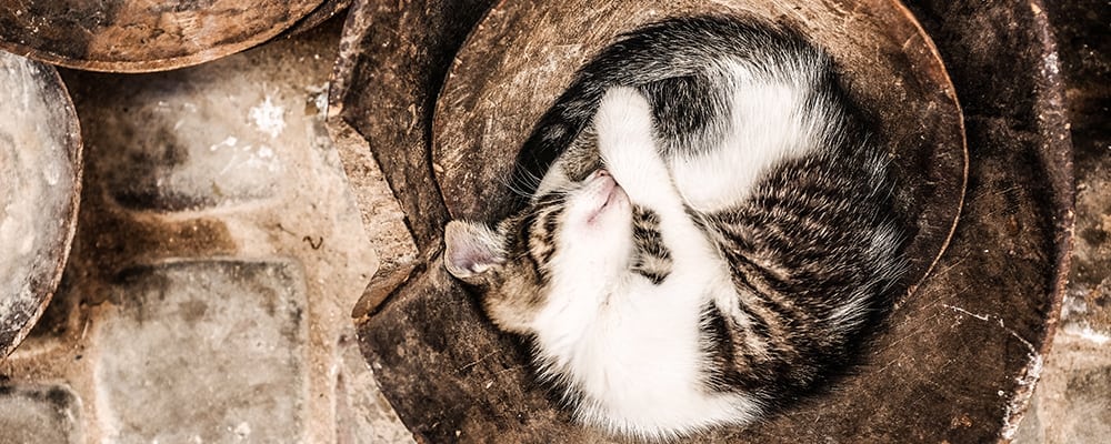 Yin Yang Cats The Dream Academy Jane Teresa Anderson