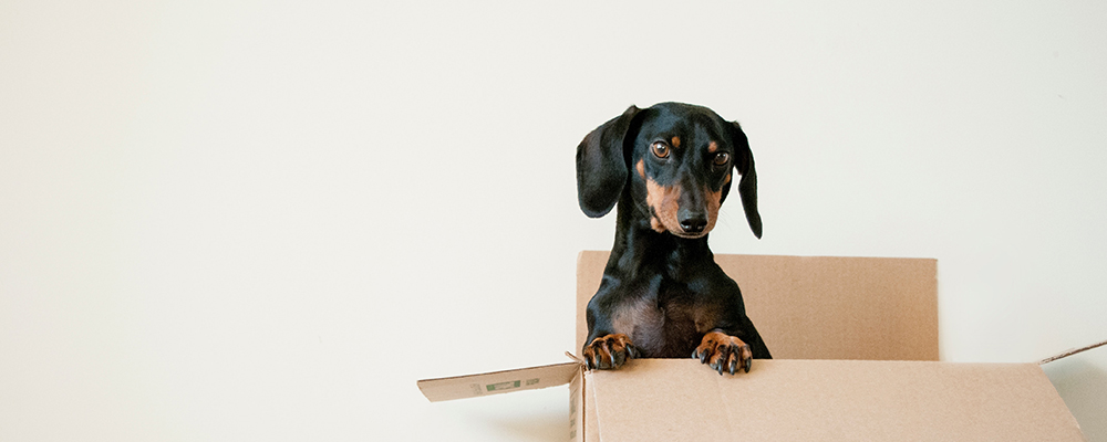 Can dreams sometimes be straightforward Jane Teresa Anderson The Dream Academy