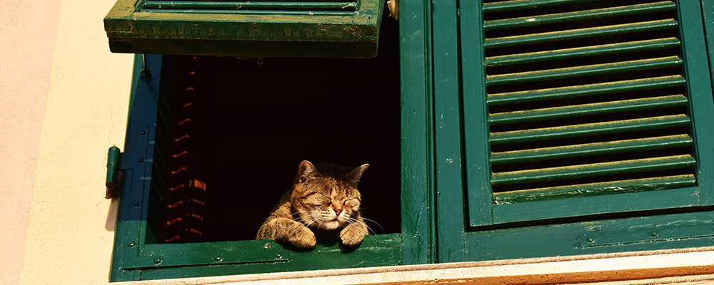 Dreams in the time of Covid-19 Jane Teresa Anderson The Dream Academy