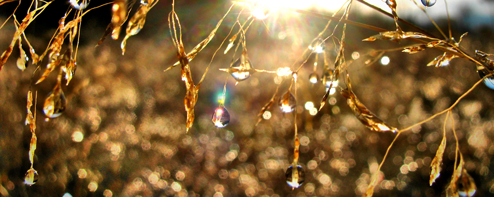 Unconscious wealth Jane Teresa Anderson